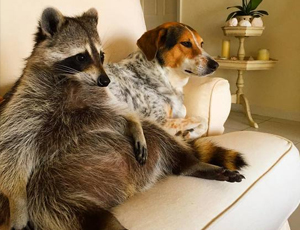 在线电话轰炸软件