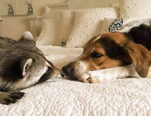 免费网络轰炸机app