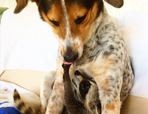 快手卡密店铺的手机号轰炸机